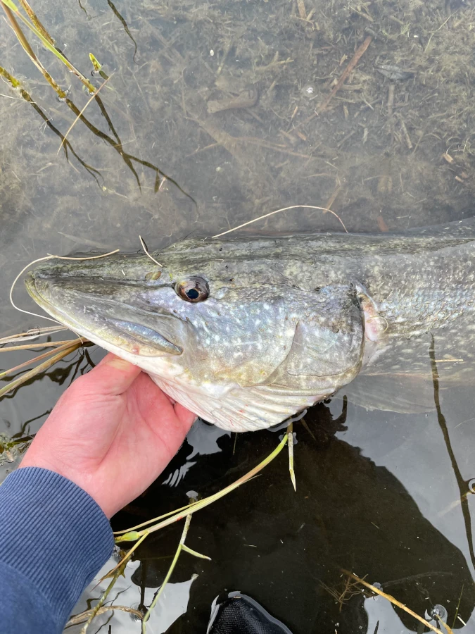 Remise à l'eau d'un brochet capturé dans les hauts de France